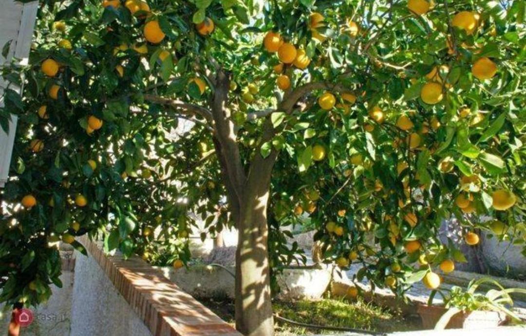 B&B Terramare Montiano  Ngoại thất bức ảnh